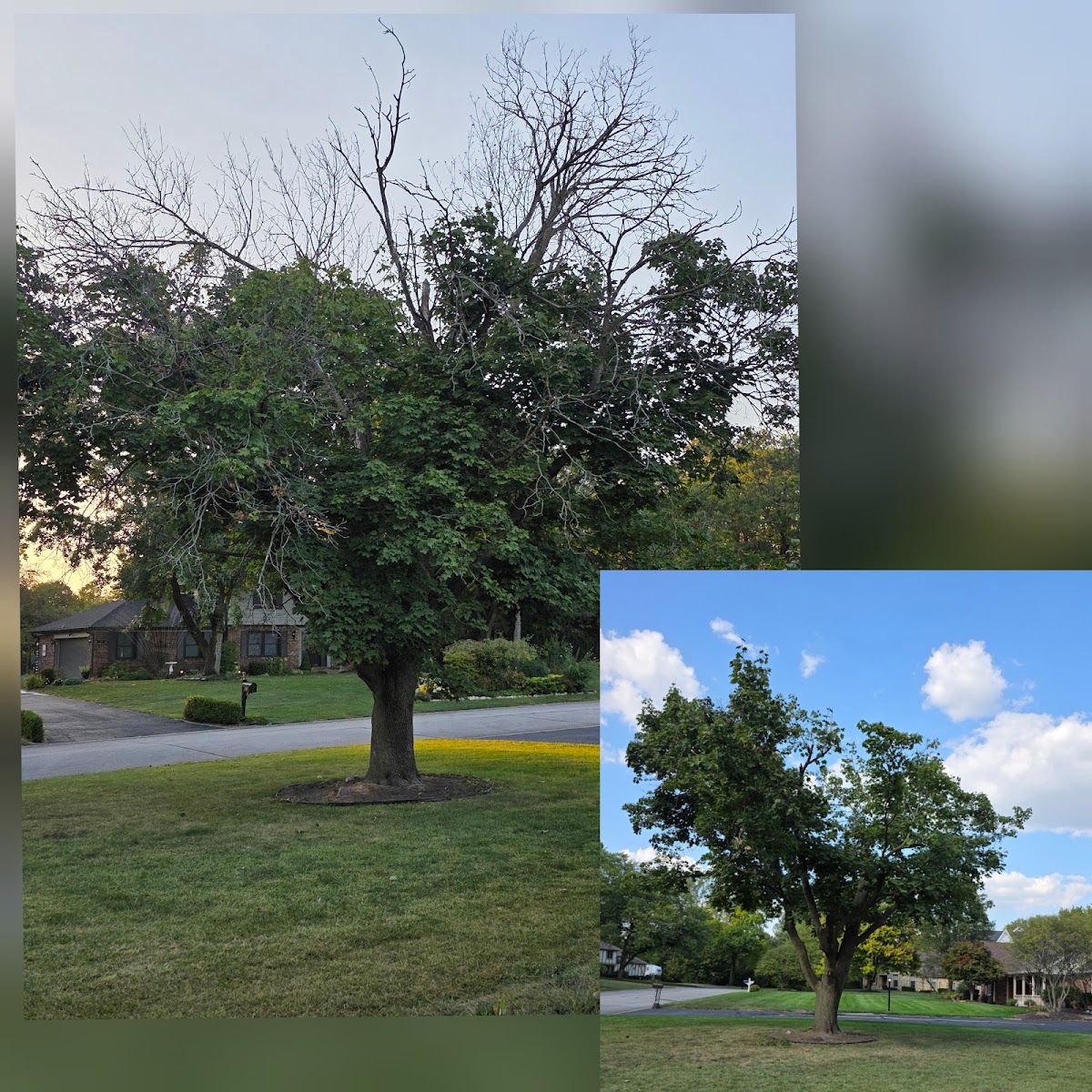 Before and after: a tree with dead, bare branches trimmed back to a clean, healthy canopy